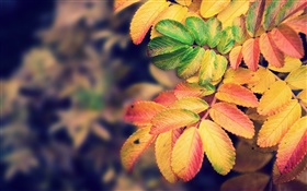 Yellow leaves, autumn HD wallpaper