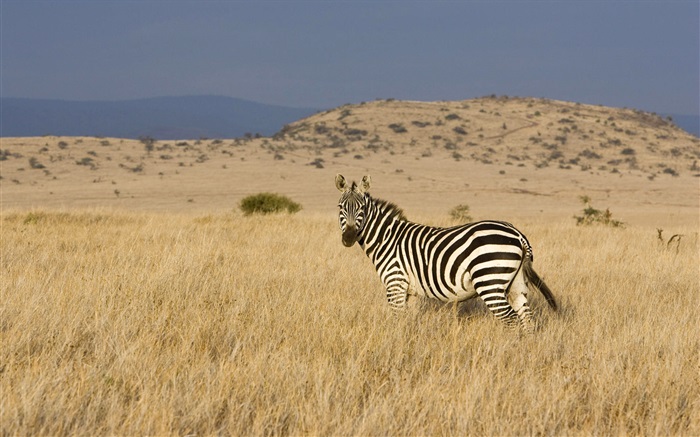 Zebra on the prairie Wallpapers Pictures Photos Images