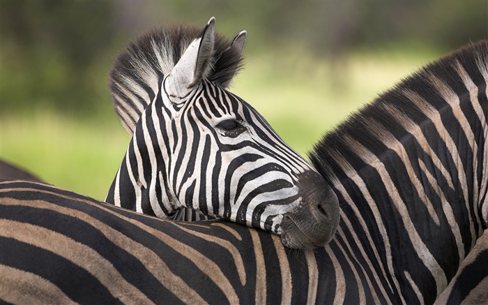 Zebra Wallpapers Pictures Photos Images