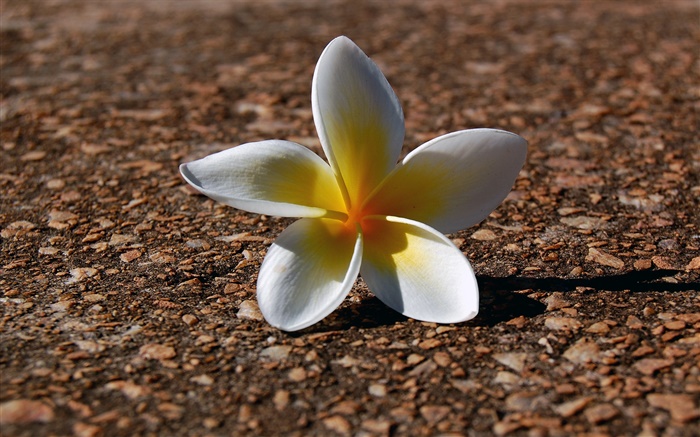 A frangipani, white yellow petals Wallpapers Pictures Photos Images