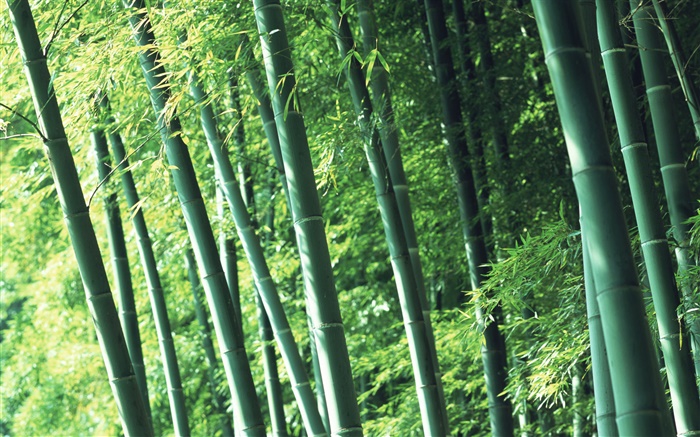 Air fresh bamboo forest Wallpapers Pictures Photos Images