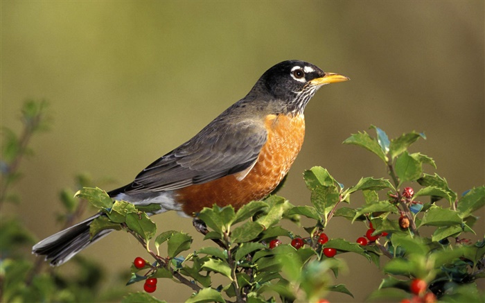 American robin birds, turdus, berries Wallpapers Pictures Photos Images