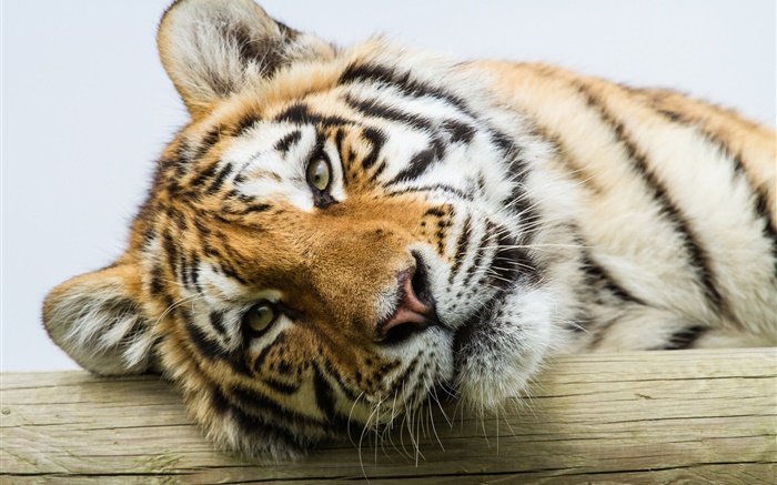 Amur tiger face close-up Wallpapers Pictures Photos Images
