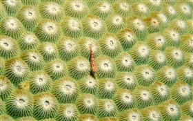 Anemone, little fish HD wallpaper