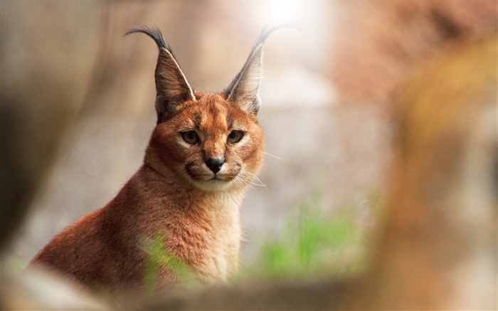 Animal close-up, caracal cat Wallpapers Pictures Photos Images