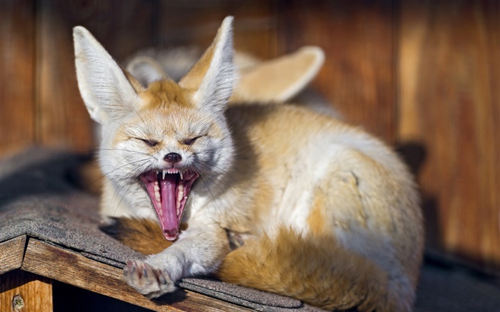 Animals, fox yawns Wallpapers Pictures Photos Images