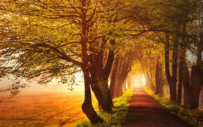 Autumn, dawn, trees, road, fog Wallpapers Pictures Photos Images