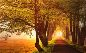 Autumn, dawn, trees, road, fog HD wallpaper