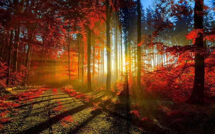 Autumn, forest, trees, sun rays Wallpapers Pictures Photos Images