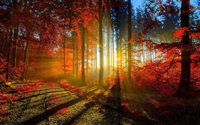 Autumn, forest, trees, sun rays
