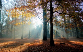 Autumn, forest, trees, sun HD wallpaper