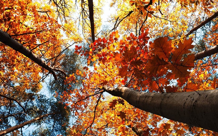 Autumn, maple trees, red leaves Wallpapers Pictures Photos Images