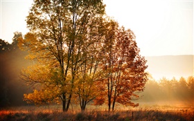 Autumn, morning, trees, fog HD wallpaper
