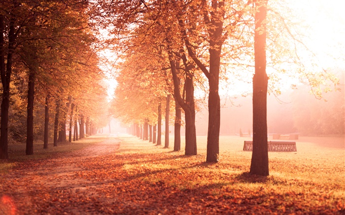 Autumn park, trees, path, yellow leaves Wallpapers Pictures Photos Images