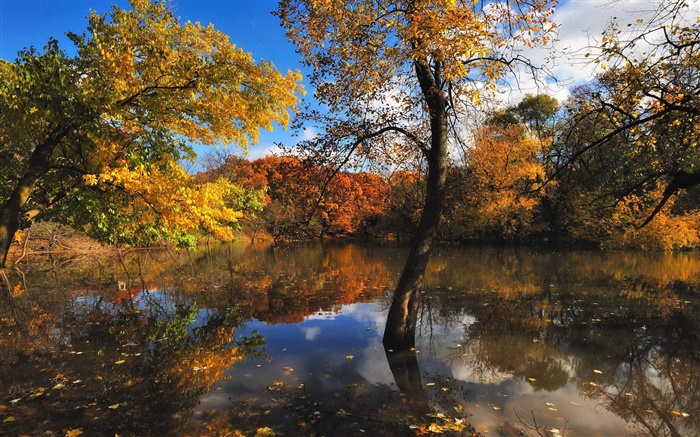 Autumn, pond, trees, water reflection Wallpapers Pictures Photos Images