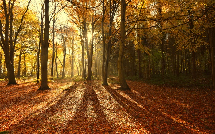 Autumn, red leaves, morning, trees, sun rays Wallpapers Pictures Photos Images