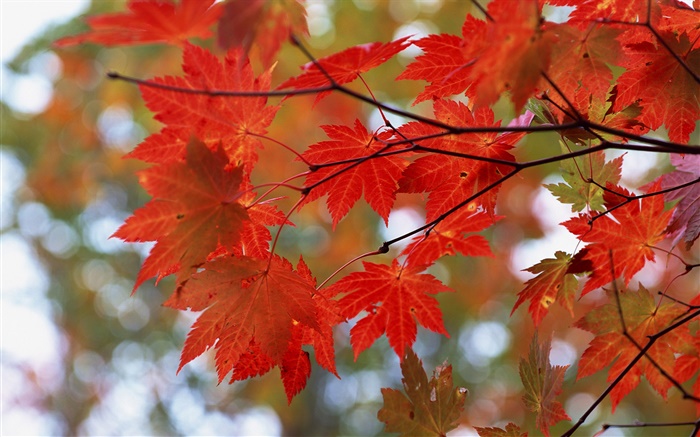 Autumn, red leaves, twigs Wallpapers Pictures Photos Images