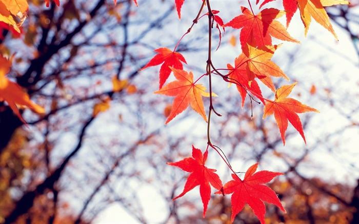 Autumn, red maple leaves, twigs Wallpapers Pictures Photos Images