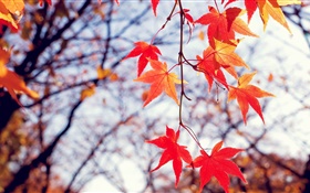 Autumn, red maple leaves, twigs