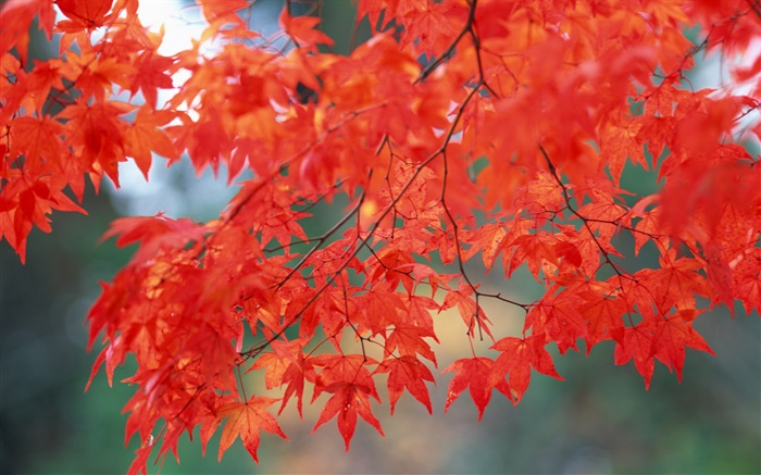 Autumn scenery, maple leaves, red color Wallpapers Pictures Photos Images