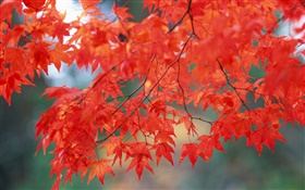 Autumn scenery, maple leaves, red color