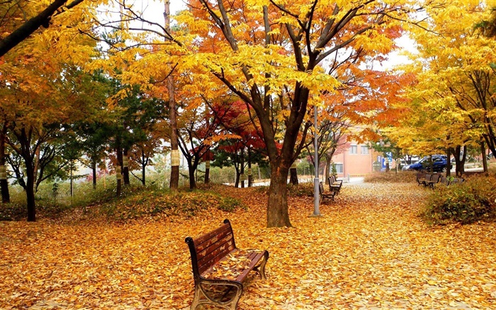 Autumn, trees, leaves, park, bench Wallpapers Pictures Photos Images