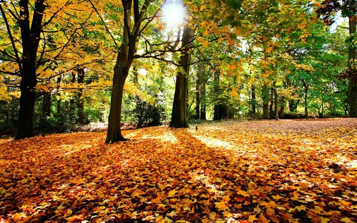 Autumn, trees, red leaves, sun Wallpapers Pictures Photos Images