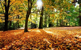 Autumn, trees, red leaves, sun HD wallpaper