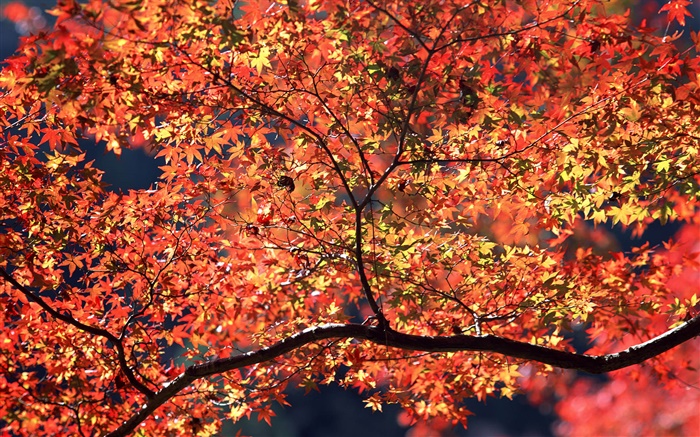 Autumn trees, red leaves Wallpapers Pictures Photos Images