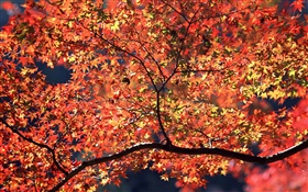 Autumn trees, red leaves HD wallpaper
