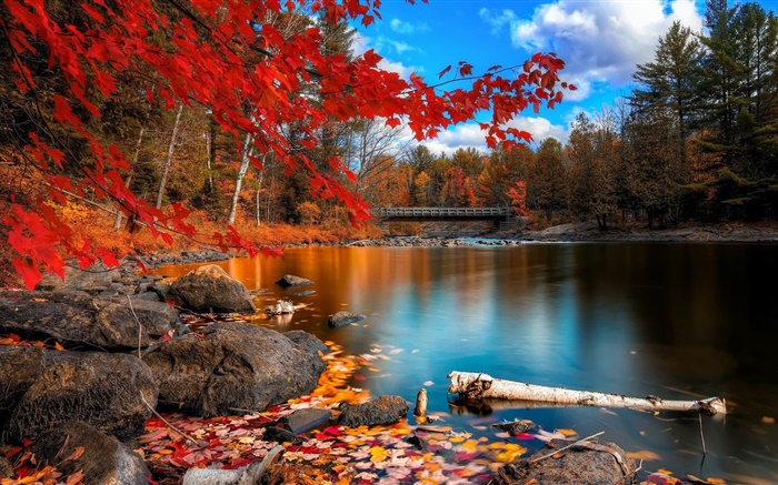 Autumn, trees, river, bridge Wallpapers Pictures Photos Images