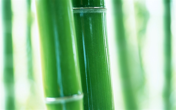 Bamboo branches close-up Wallpapers Pictures Photos Images