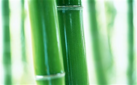 Bamboo branches close-up