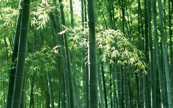 Bamboo forest in summer Wallpapers Pictures Photos Images