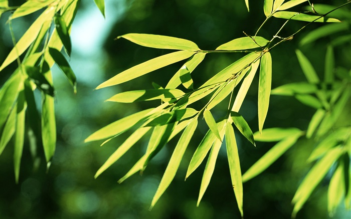 Bamboo leaves, sun Wallpapers Pictures Photos Images