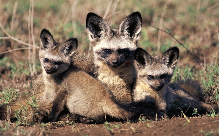 Bat-eared fox, Africa Wallpapers Pictures Photos Images