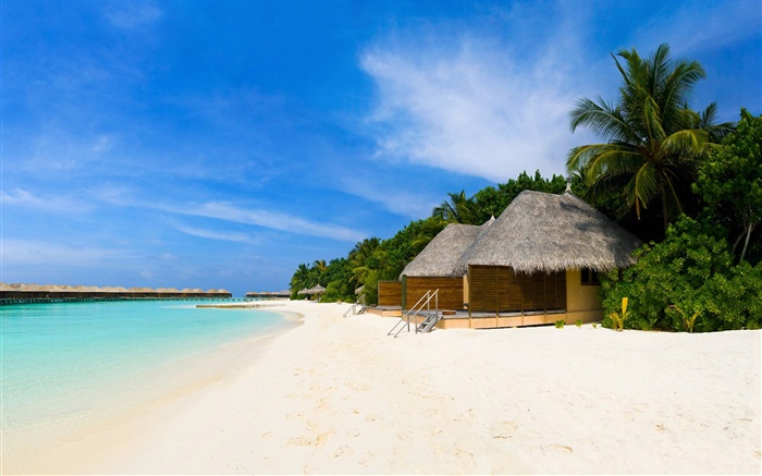 Beach, sea, leisure hut, palm trees Wallpapers Pictures Photos Images