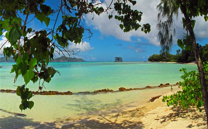 Beach, trees, sea, Seychelles Island Wallpapers Pictures Photos Images