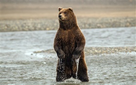 Bear standing, river water HD wallpaper
