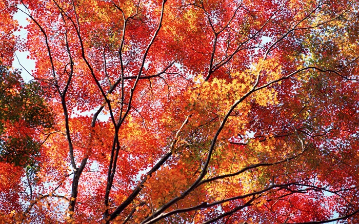 Beautiful autumn, red leaves, trees Wallpapers Pictures Photos Images