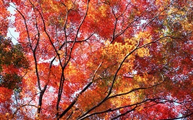 Beautiful autumn, red leaves, trees HD wallpaper