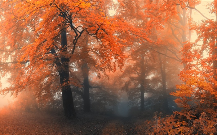 Beautiful autumn, trees, red leaves Wallpapers Pictures Photos Images