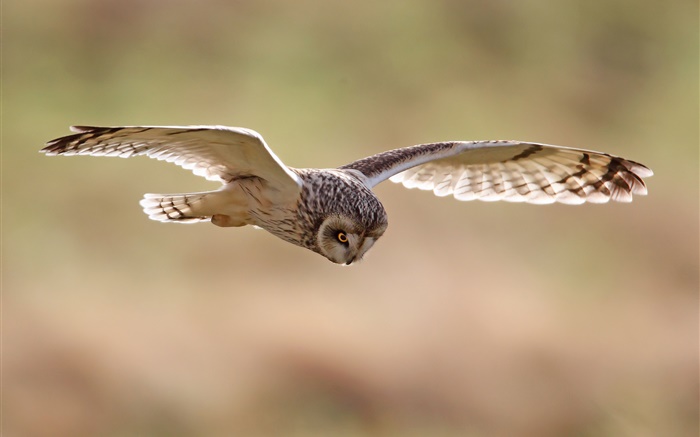 Birds close-up, owl flying Wallpapers Pictures Photos Images
