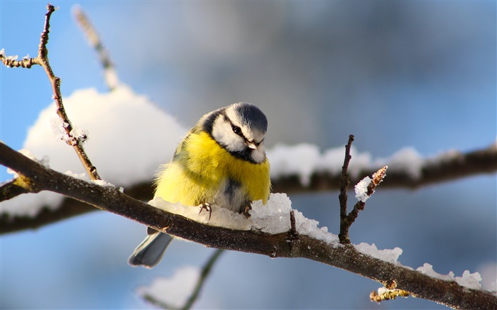 Birds close-up, titmouse, twigs, snow Wallpapers Pictures Photos Images