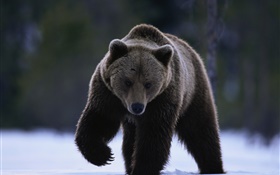 Black bear HD wallpaper
