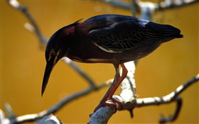 Black feather bird, twigs HD wallpaper