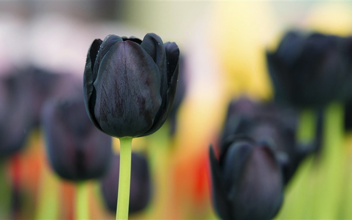 Black tulip flowers close-up Wallpapers Pictures Photos Images