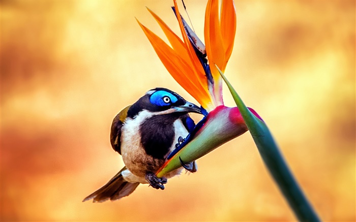 Blue-faced honeyeater bird, nectar, flower Wallpapers Pictures Photos Images