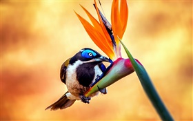Blue-faced honeyeater bird, nectar, flower
