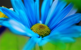 Blue flower petals macro